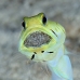 jawfish_yellowhead_oc_jar_v_0080_cub0580_crop.jpg